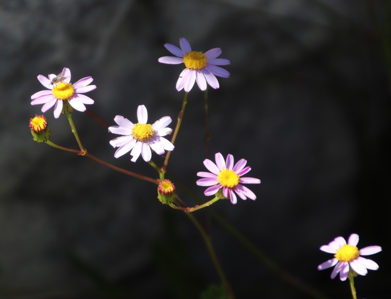 Senecio umbellatus photo 2