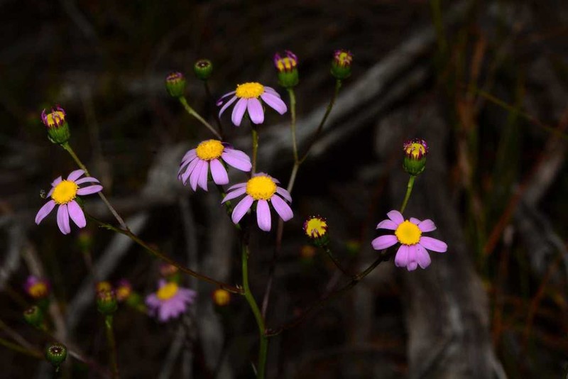 Senecio umbellatus photo 3