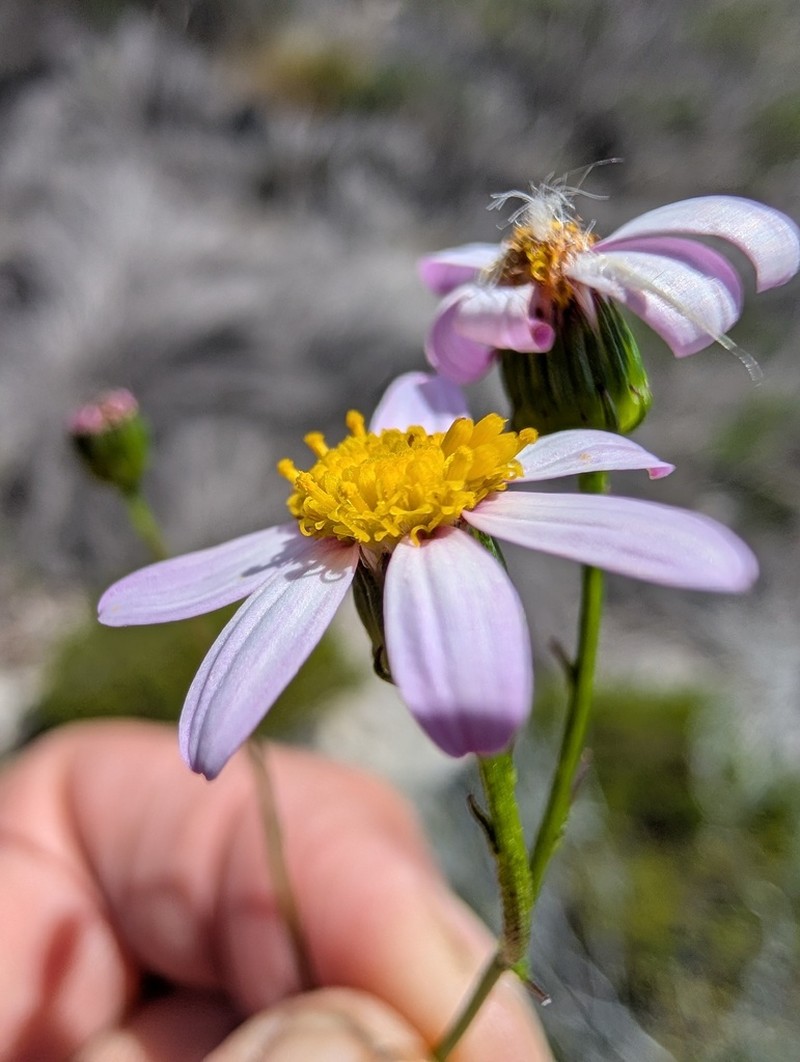 Senecio umbellatus photo 4