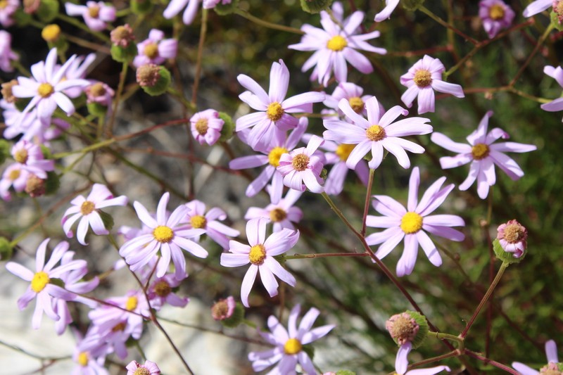 Senecio umbellatus photo 5