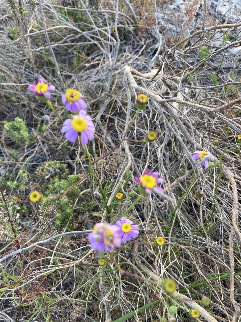 Senecio umbellatus photo 8
