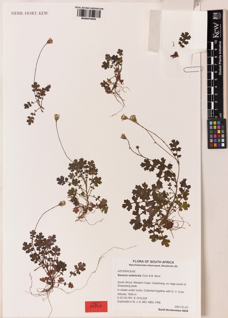 Senecio umbricola