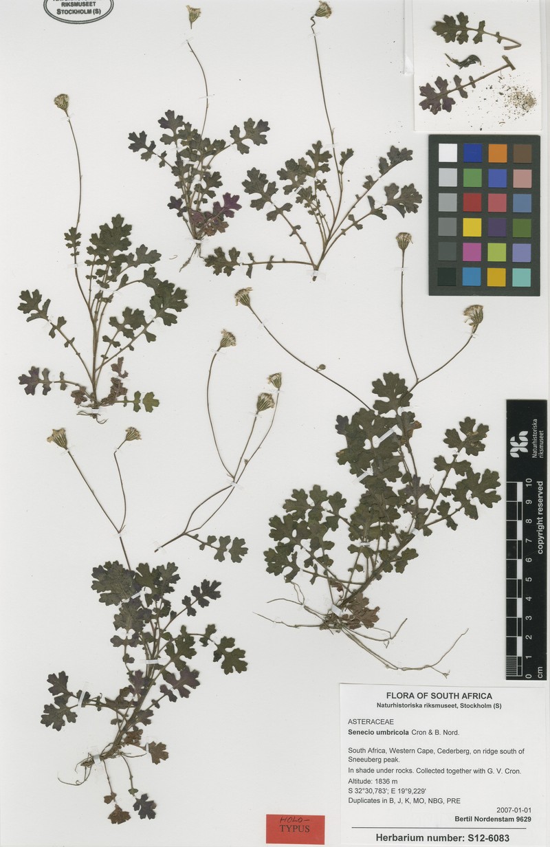 Senecio umbricola photo 2