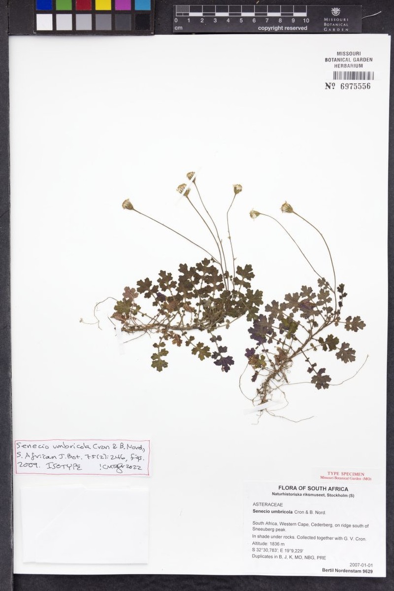 Senecio umbricola photo 3