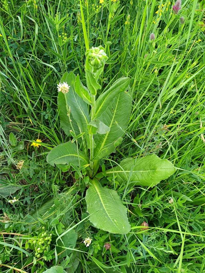 Senecio umbrosus photo 2