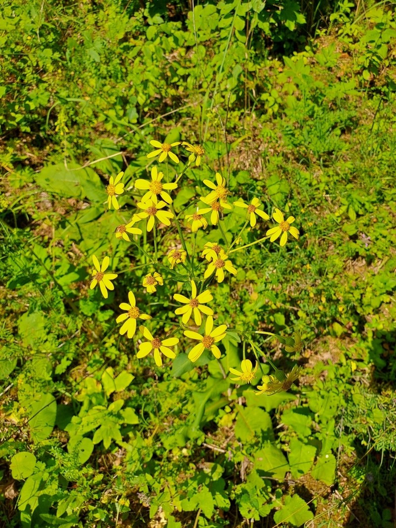 Senecio umbrosus photo 3