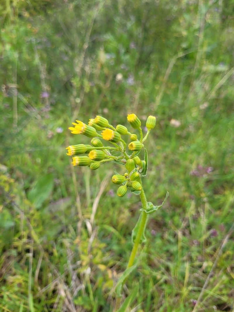 Senecio umbrosus photo 4