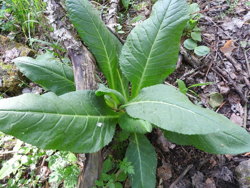Senecio umbrosus photo 5