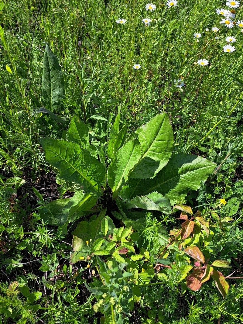 Senecio umbrosus photo 6