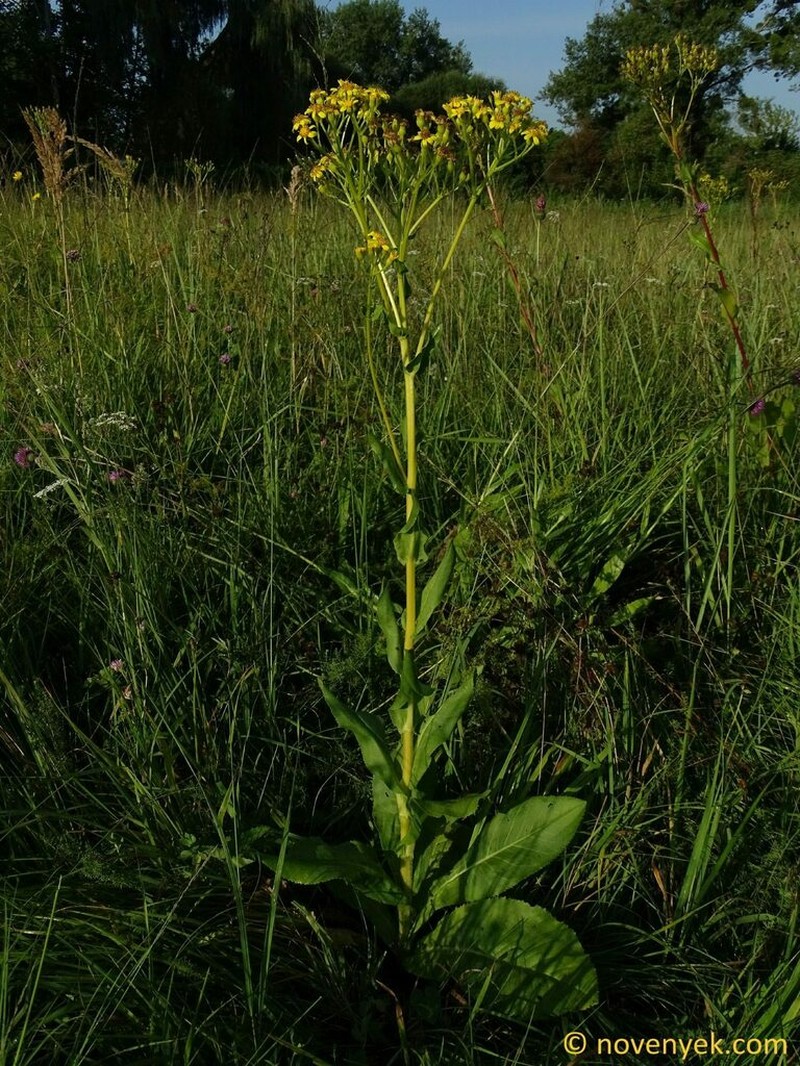 Senecio umbrosus photo 7