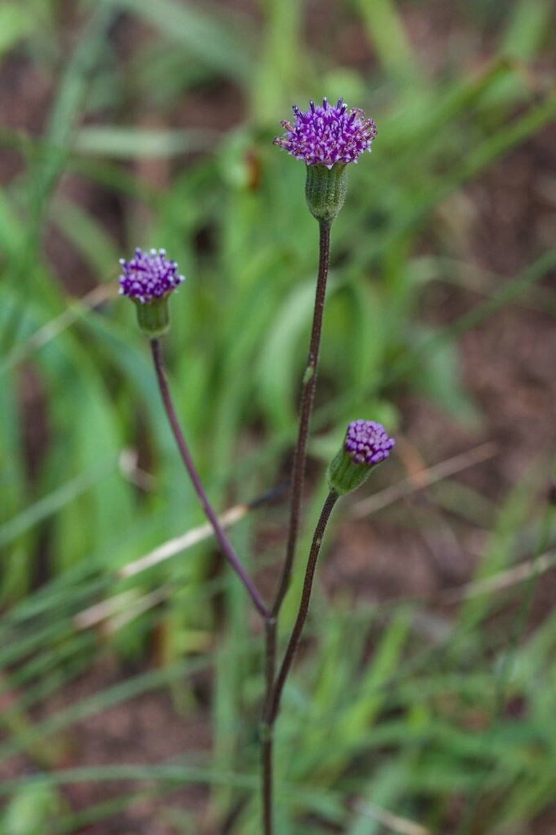 Senecio umgeniensis photo 2