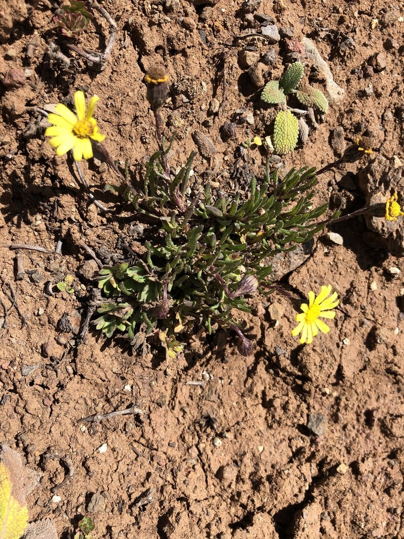 Senecio unionis