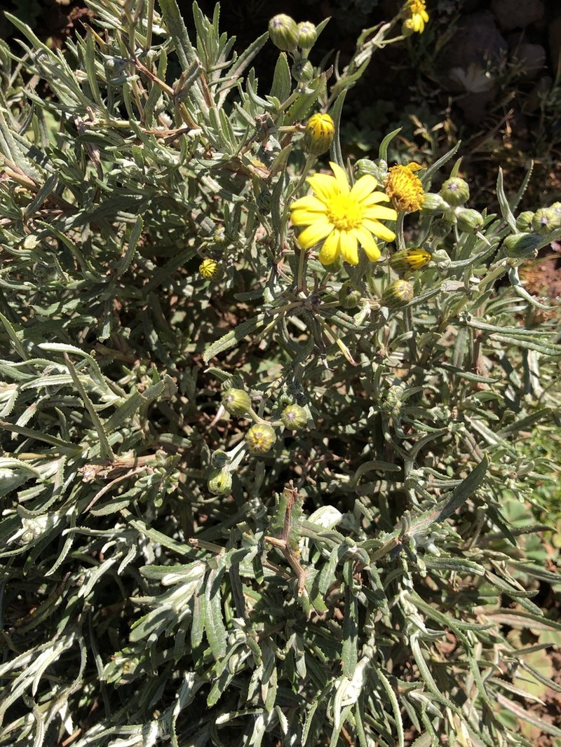 Senecio unionis photo 2
