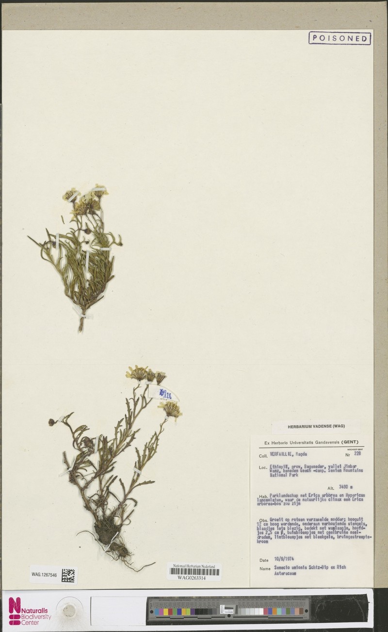 Senecio unionis photo 5
