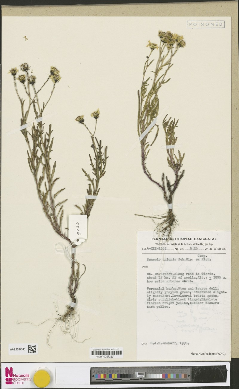 Senecio unionis photo 6
