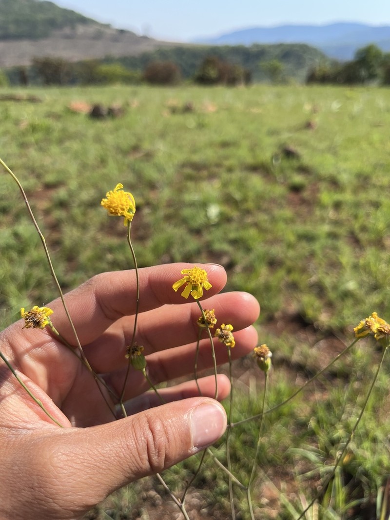 Senecio urophyllus