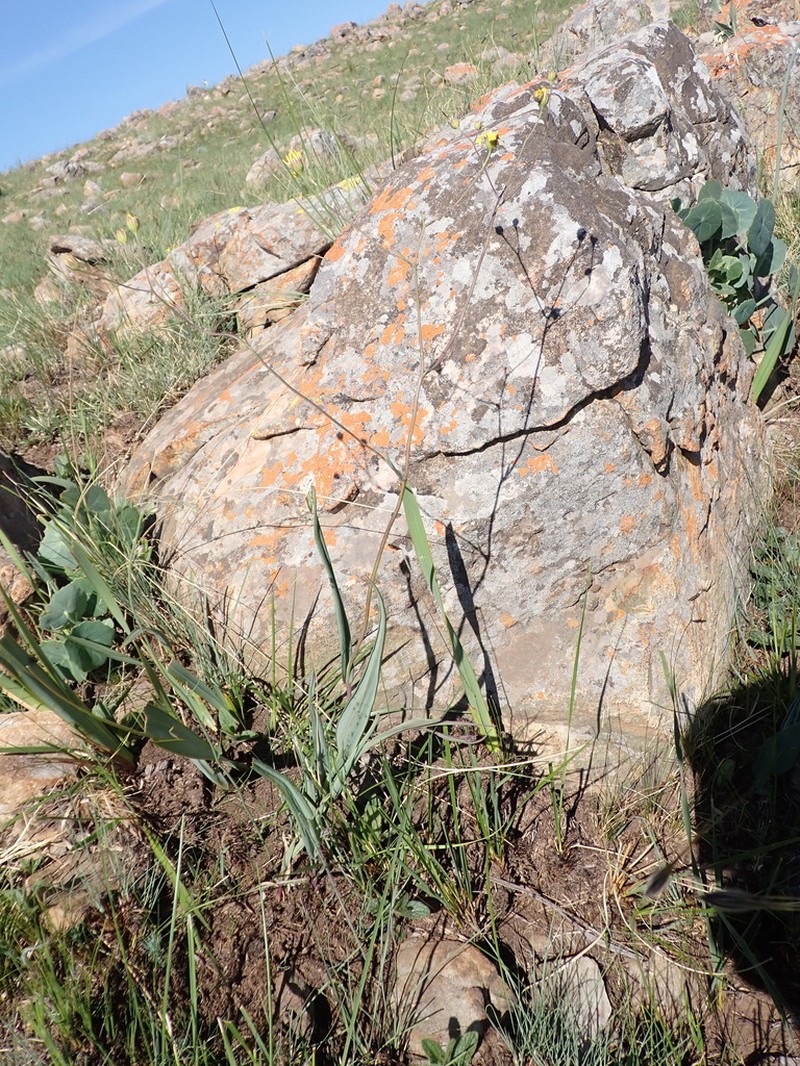 Senecio urophyllus photo 2