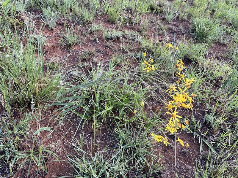 Senecio urophyllus photo 3