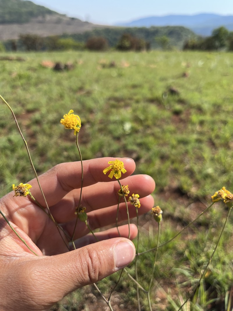 Senecio urophyllus photo 5