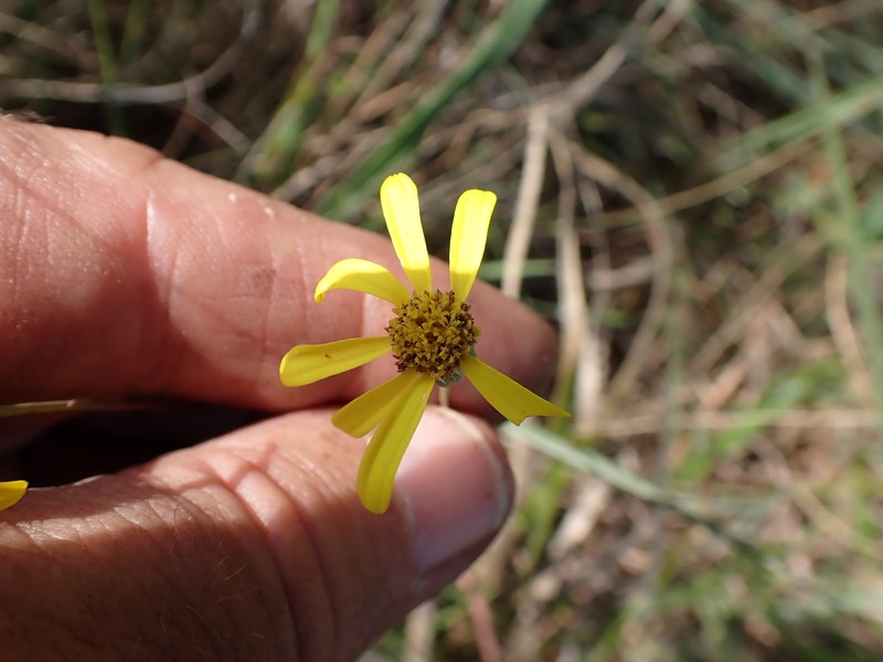 Senecio urophyllus photo 6