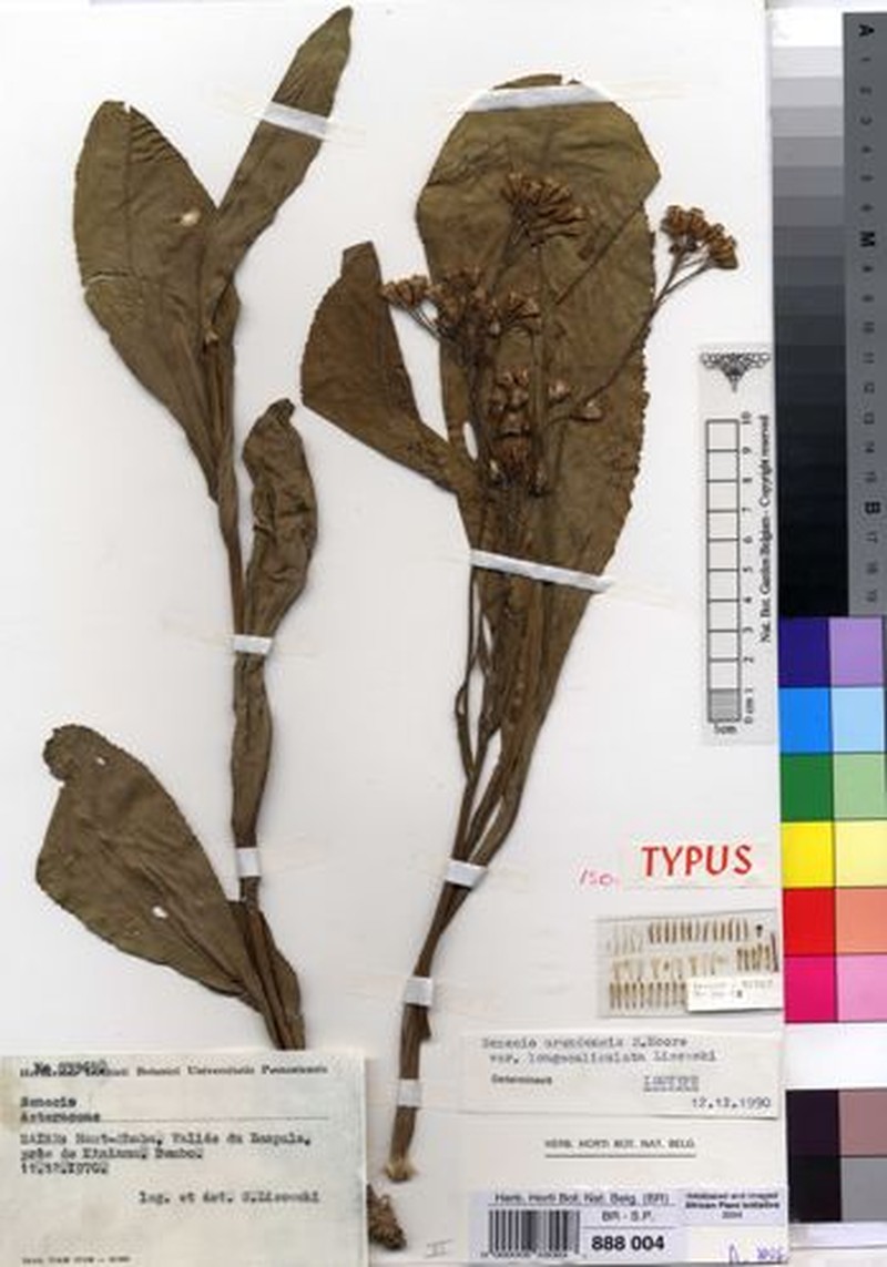 Senecio urundensis var. longecaliculatus