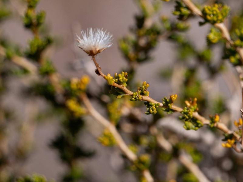 Senecio uspallatensis