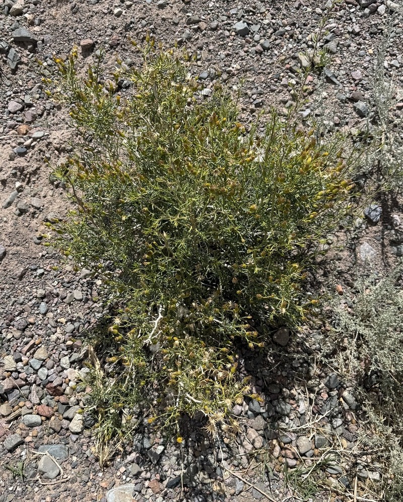 Senecio uspallatensis photo 2