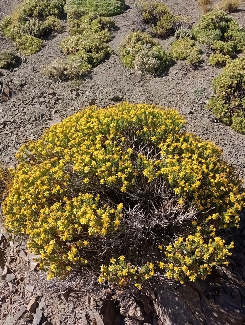 Senecio uspallatensis photo 3