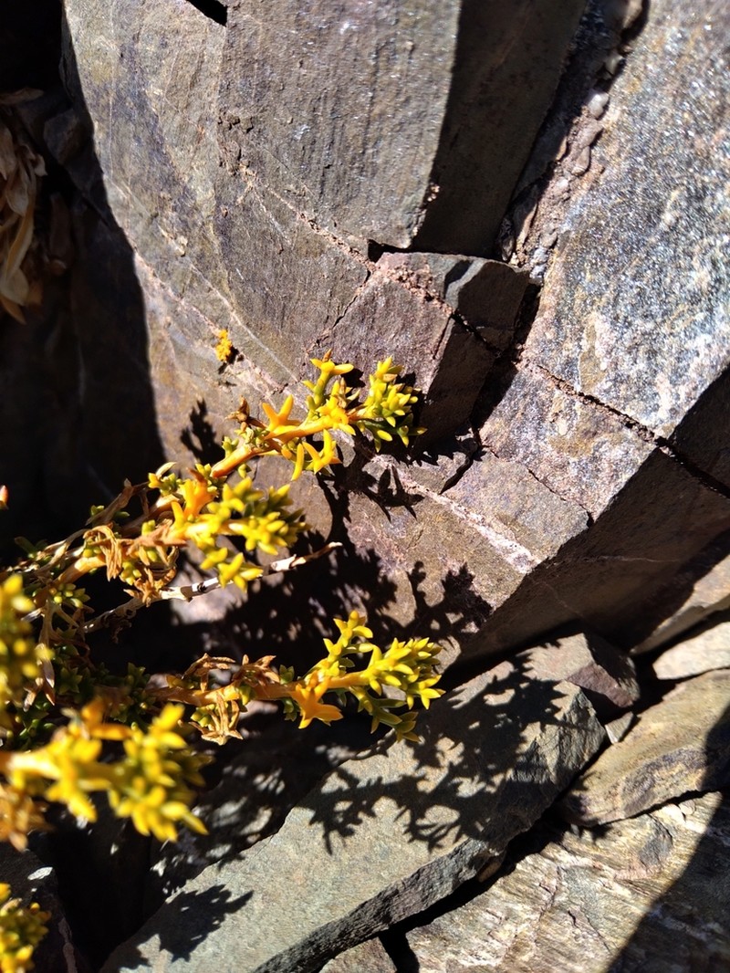Senecio uspallatensis photo 4