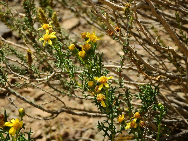 Senecio uspallatensis photo 5