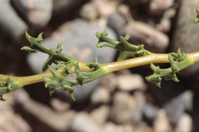 Senecio uspallatensis photo 6