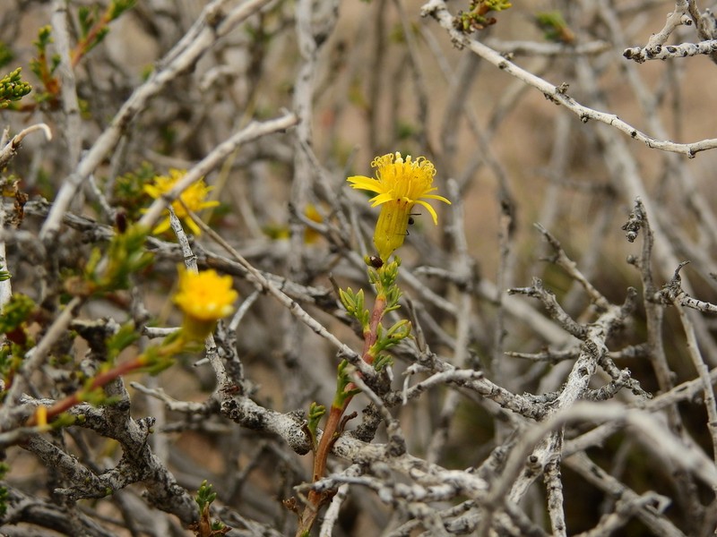 Senecio uspallatensis photo 8