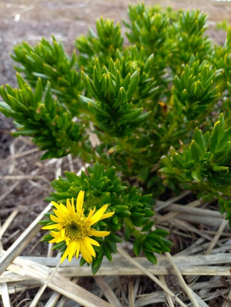 Senecio vaginatus