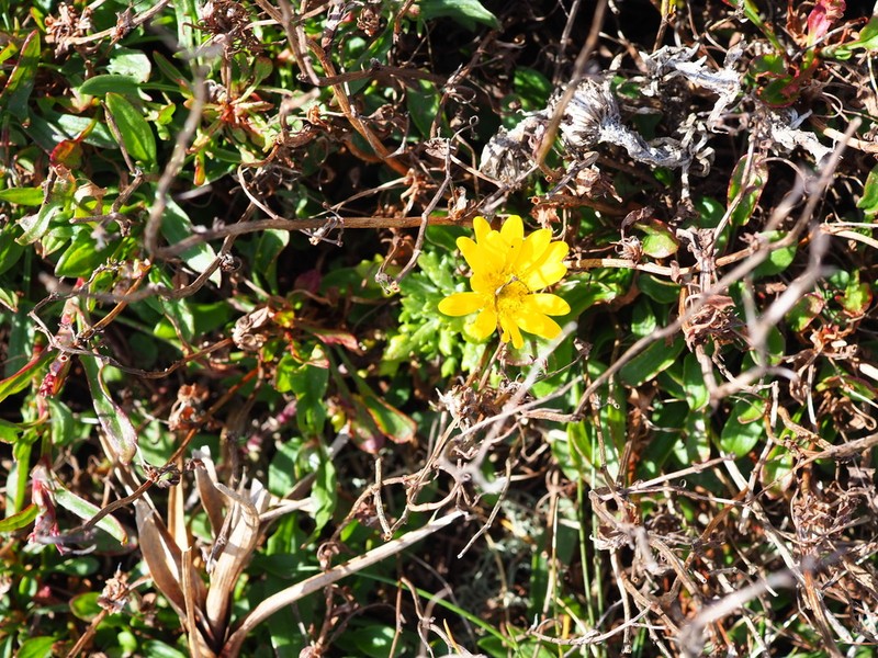 Senecio vaginatus photo 4