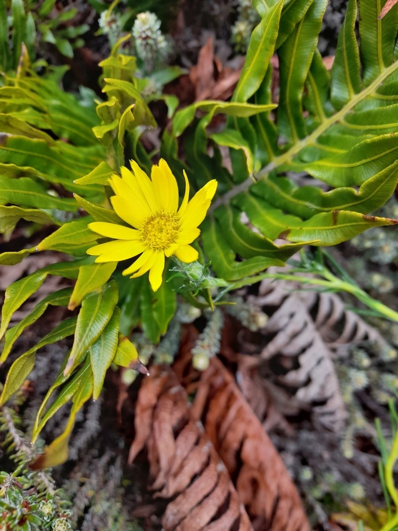 Senecio vaginatus photo 7