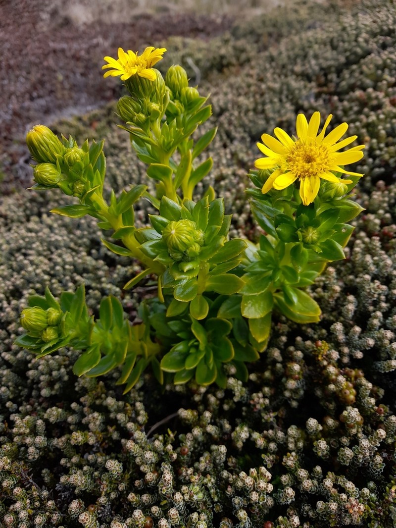 Senecio vaginatus photo 8