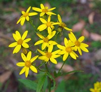 Senecio vagus