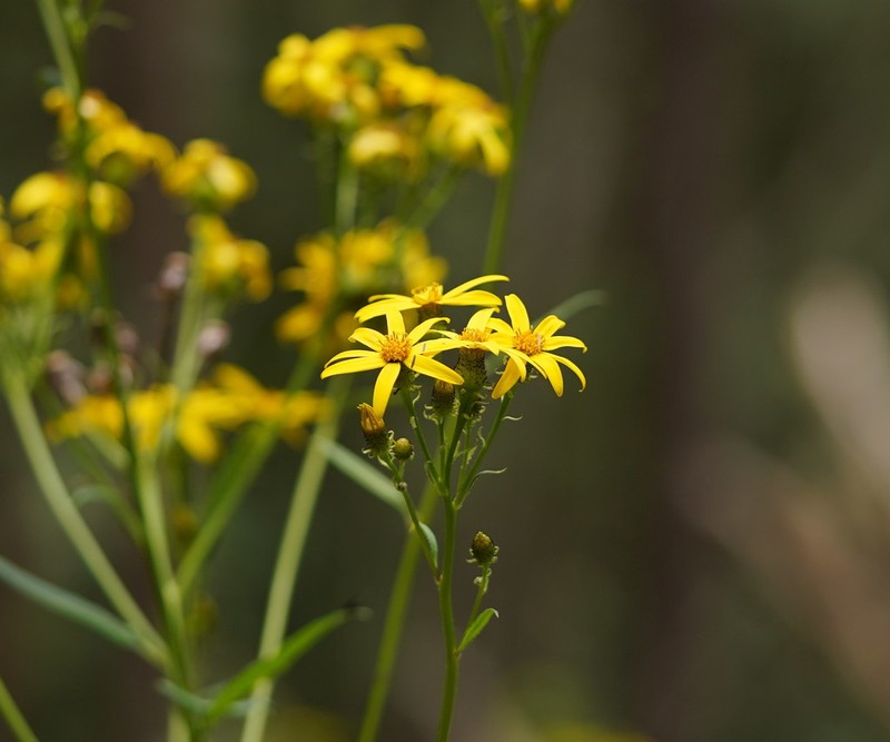 Senecio vagus photo 2