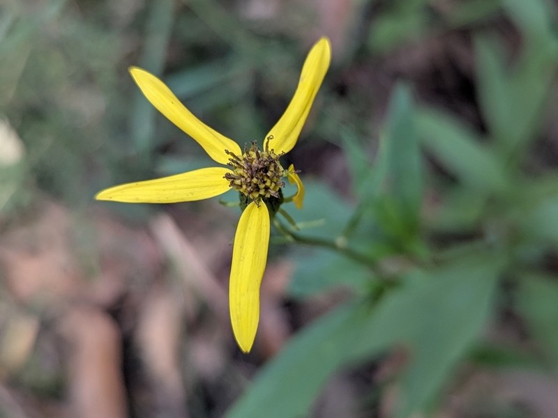 Senecio vagus photo 3