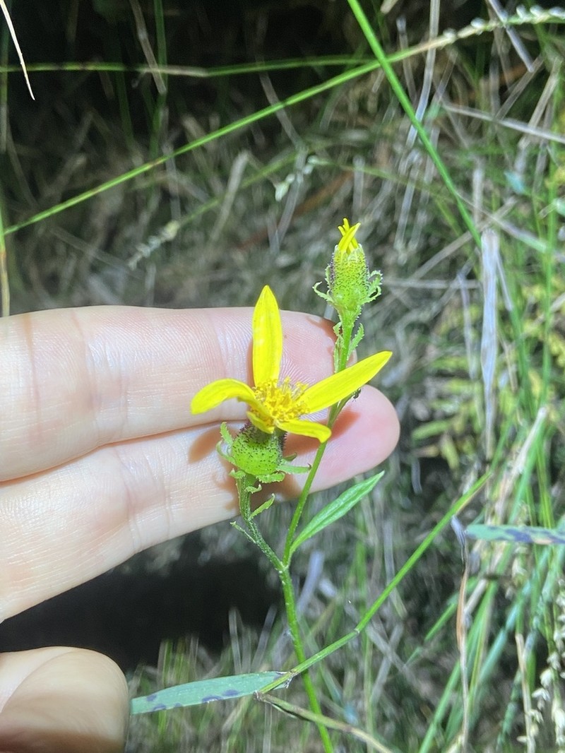 Senecio vagus photo 4