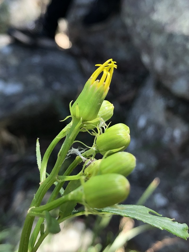 Senecio vagus photo 5