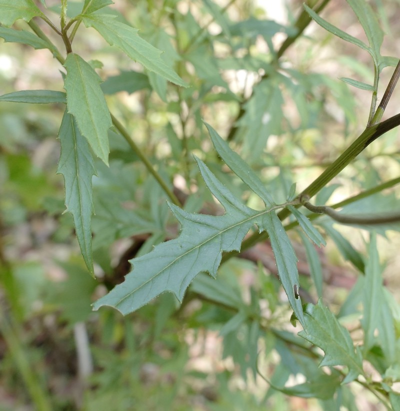 Senecio vagus subsp. eglandulosus