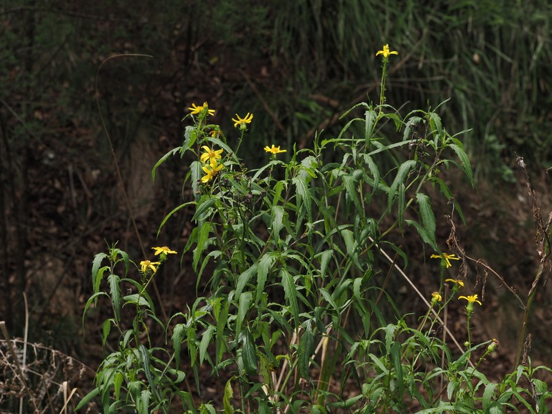 Senecio vagus subsp. eglandulosus photo 2