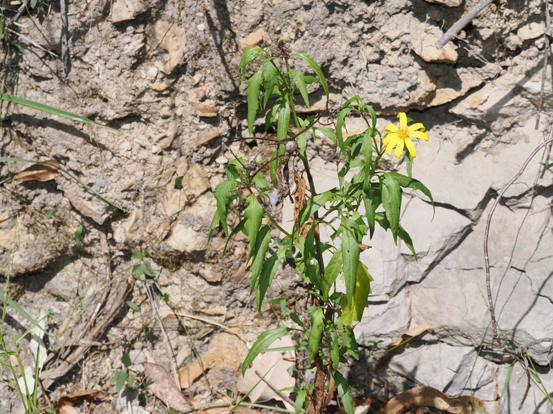 Senecio vagus subsp. eglandulosus photo 3