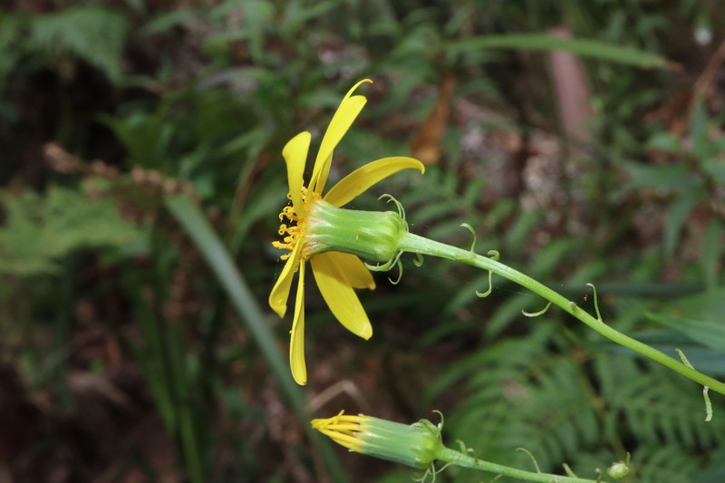 Senecio vagus subsp. eglandulosus photo 4
