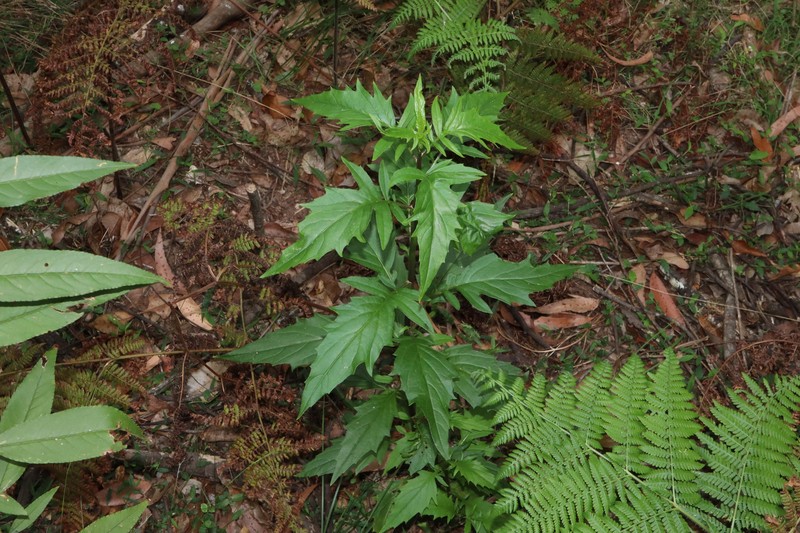 Senecio vagus subsp. eglandulosus photo 5