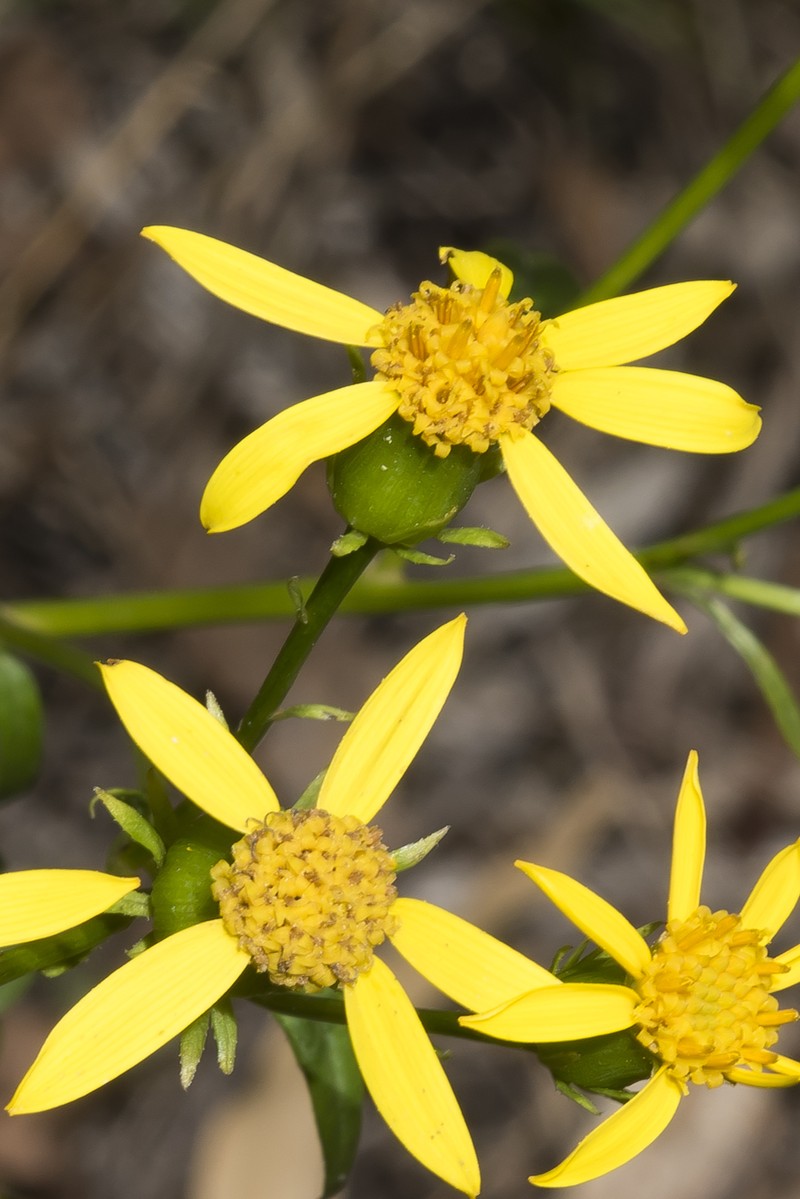 Senecio vagus subsp. eglandulosus photo 6