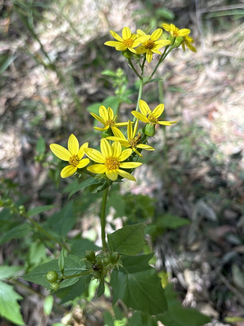 Senecio vagus subsp. eglandulosus photo 7