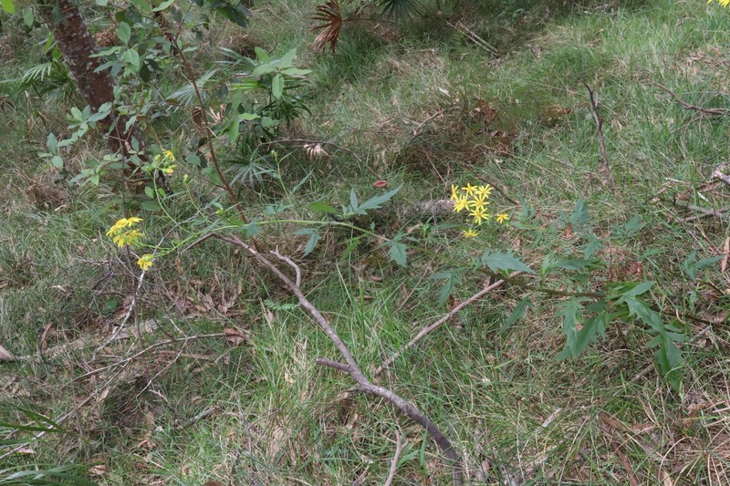 Senecio vagus subsp. eglandulosus photo 8