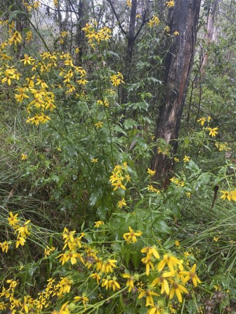 Senecio vagus var. vagus